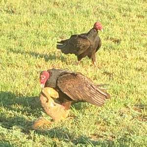 Meet your Posher, Glenn